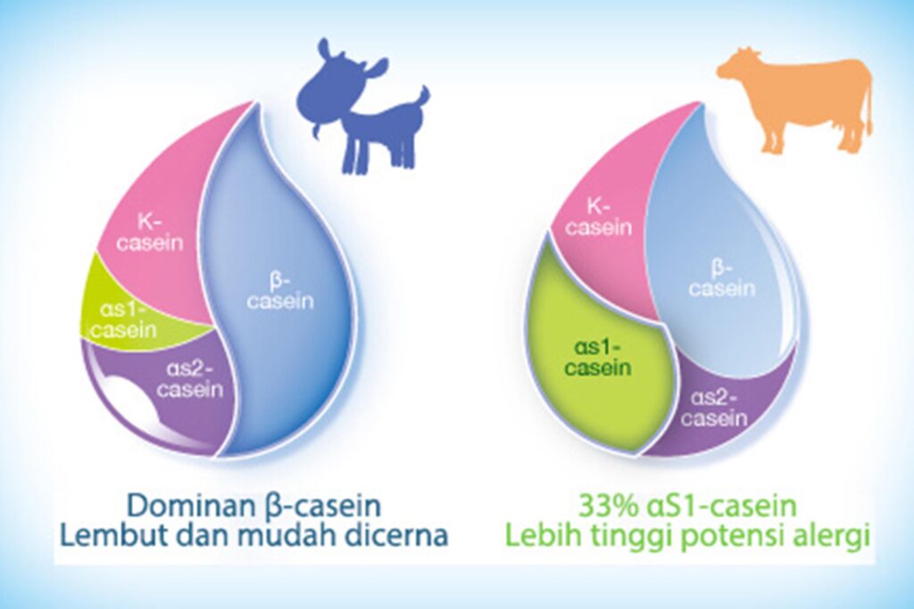 perbandingan protein susu kambing vs susu sapi