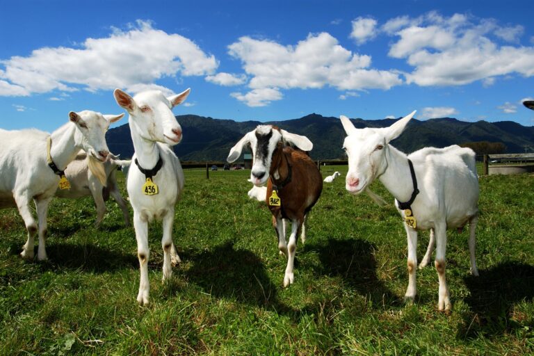 Mitos Seputar Susu Kambing Formula untuk Anak